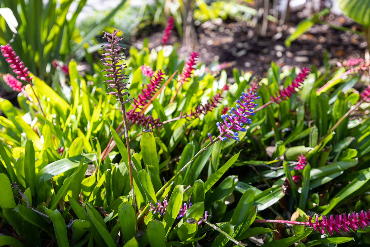 3 Plants that Bloom All Year Long in Sarasota FL